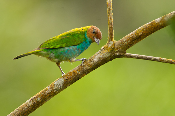 Bay-headed Tanager
