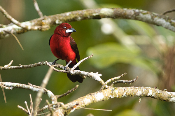 Crimson-backed Tanager