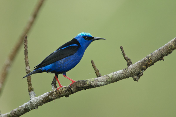 Red-legged Honeycreeper