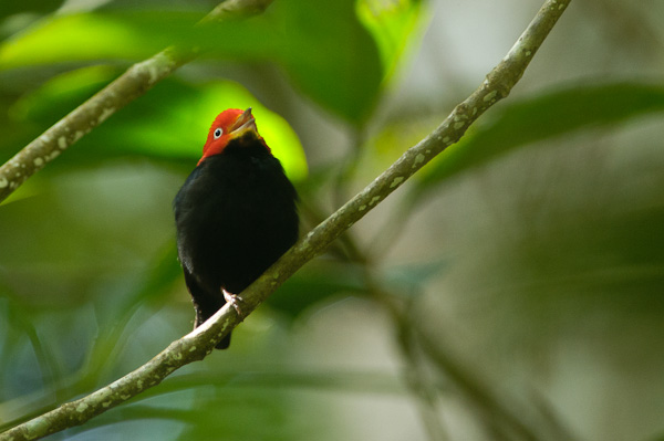 Red-capped Manakin